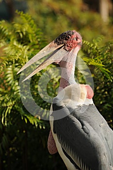 Marabou stork