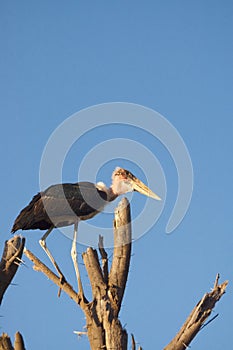 Marabou stork