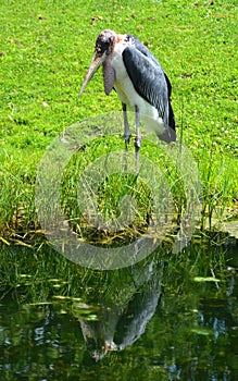 The Marabou Stork