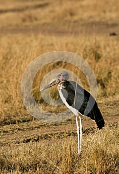 Marabou Stork art Masai mara