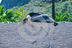 Marabou stork bird in birds of prey show at Palmitos Park in Maspalomas, Gran Canaria, Spain