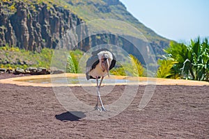 Marabou stork bird in birds of prey show at Palmitos Park in Maspalomas, Gran Canaria, Spain