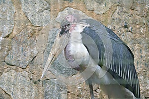 A Marabou Stork bird in captivity behind a cage