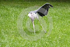 Marabou stork, bird, picking in grass and spreading one wing and one leg