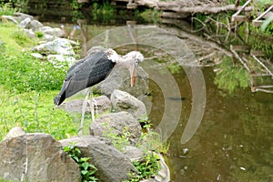 Marabou stork bird in zoological garden enclosure in Prague