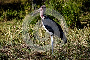 Marabou stork Birds Wildlife Animals Mammals at the savannah grassland wilderness hill shrubs great rift valley maasai mara