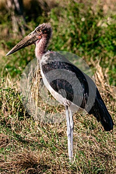 Marabou stork Birds Wildlife Animals Mammals at the savannah grassland wilderness hill shrubs great rift valley maasai mara