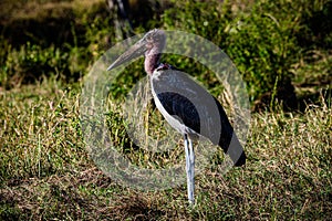 Marabou stork Birds Wildlife Animals Mammals at the savannah grassland wilderness hill shrubs great rift valley maasai mara