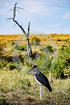 Marabou stork Birds Wildlife Animals Mammals at the savannah grassland wilderness hill shrubs great rift valley maasai mara