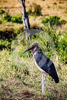 Marabou stork Birds Wildlife Animals Mammals at the savannah grassland wilderness hill shrubs great rift valley maasai mara