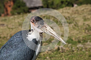 Marabou stork in Botswana, Africa