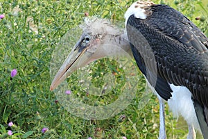 Marabou stork