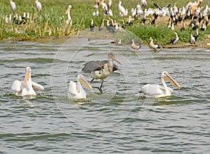 Marabou Stork chasing Three Great White Pelicans