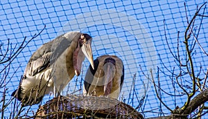 Marabou stork couple standing in their nest together, tropical birds during breeding season, tropical animal specie from Africa
