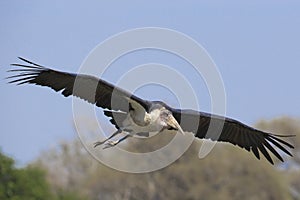 Marabou Stork flying