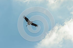 Marabou stork flying against a blue sky background