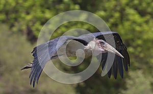 Marabou Stork flying