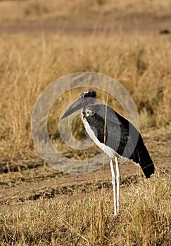 Marabou Stork in the grassland of Masai Mara