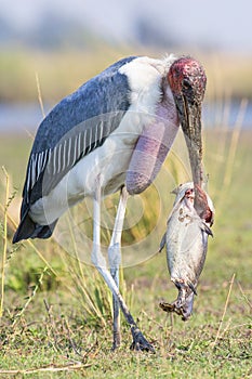 Marabou Stork with huge catfish in beak