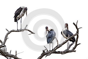 Marabou stork in Kruger National park