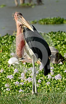 Marabou stork, Lake Naivasha, Kenya