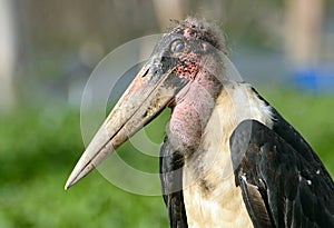 Marabou stork, Lake Naivasha, Kenya