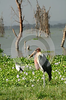 Marabou stork, Lake Naivasha, Kenya