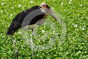 Marabou stork, Lake Naivasha, Kenya