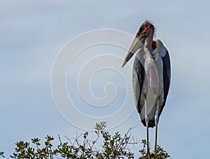 Marabou Stork, Leptoptilos crumenifer