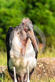 The marabou stork (Leptoptilos crumenifer)
