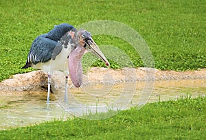 The marabou stork & x28;Leptoptilos crumenifer& x29; a bird in the stork family Ciconiidae