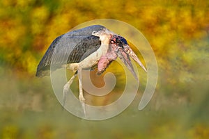 Marabou stork, Leptoptilos crumenifer, evening light, Okavango delta, Zambia in Africa. Wildlife, animal feeding behaviour in the