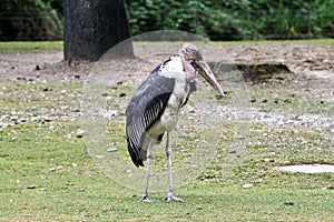 The Marabou Stork, Leptoptilos crumenifer is a large wading bird
