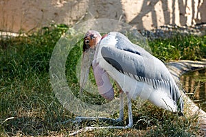 Marabou stork Leptoptilos crumenifer large wading bird