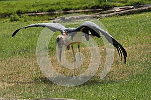 The marabou stork Leptoptilos crumenifer, sometimes leptoptilos crumeniferus standing with wings spread on the grass
