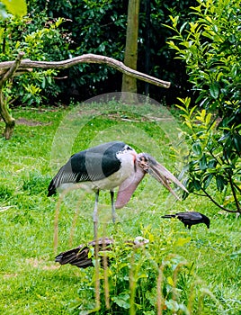 Marabou stork Leptoptilos crumenifer standing with his bill open