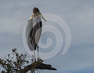 Marabou Stork, Leptoptilos crumenifer standing upright