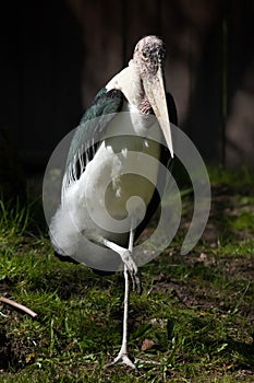 Marabou stork (Leptoptilos crumenifer). photo