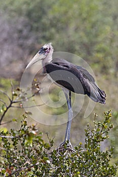 Marabou Stork Leptoptilos crumenifer  - Zimbabwe