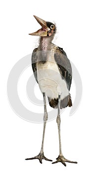 Marabou Stork, Leptoptilos crumeniferus, 1 year old