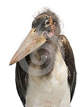 Marabou Stork, Leptoptilos crumeniferus, 1 year old