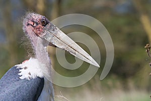 Marabou stork (Leptoptilos crumeniferus). photo