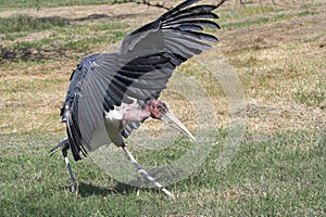 Marabou stork (Leptoptilos crumeniferus). photo