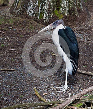 Marabou Stork (Leptoptilos crumeniferus) photo
