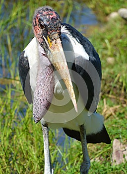 The Marabou Stork, Leptoptilos crumeniferus