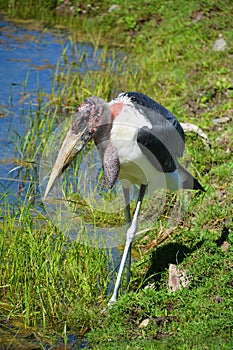 The Marabou Stork, Leptoptilos crumeniferus