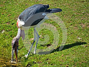 The Marabou Stork, Leptoptilos crumeniferus