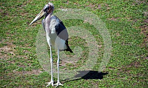 The Marabou Stork, Leptoptilos crumeniferus
