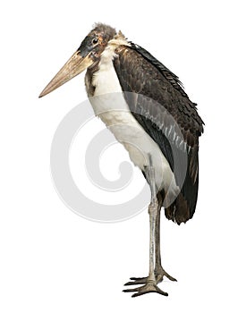 Marabou Stork, Leptoptilos crumeniferus photo