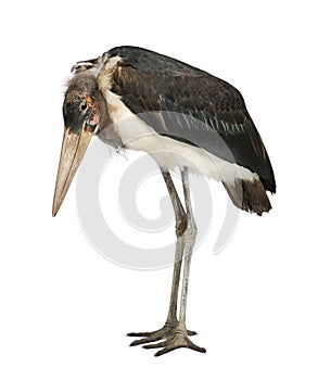 Marabou Stork, Leptoptilos crumeniferus photo